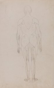 Srovnávací anatomický výklad stavby lidského těla s tělem tygra a běžné drůbeže: (Další studie k tabulce XII) od George Stubbs