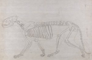 Srovnávací anatomický výklad stavby lidského těla s tělem tygra a běžné drůbeže: Tygří kostra, boční pohled od George Stubbs