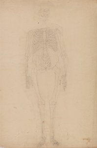 Srovnávací anatomický výklad stavby lidského těla s tělem tygra a běžné drůbeže: Lidská kostra, přední pohled od George Stubbs