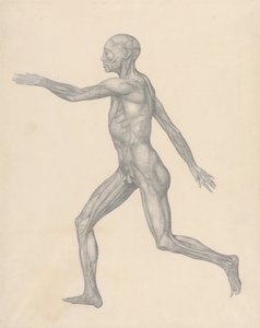 Srovnávací anatomický výklad stavby lidského těla s tělem tygra a běžné drůbeže: (Dokončená studie k tabulce XIII) od George Stubbs