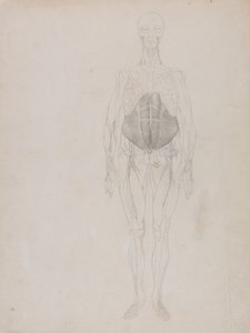 Srovnávací anatomický výklad stavby lidského těla s tělem tygra a běžné drůbeže: (z velké části v obrysech). od George Stubbs