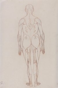 Srovnávací anatomický výklad stavby lidského těla s tělem tygra a běžné drůbeže: (Kreslený náčrt pro klíčový obrázek k tabulce XII) od George Stubbs