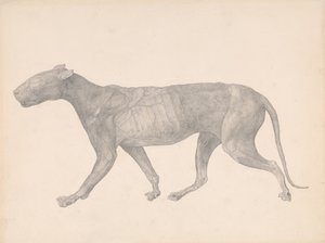 Srovnávací anatomický výklad stavby lidského těla s tělem tygra a běžné drůbeže:  (Dokončená studie pro tabulku IX) od George Stubbs