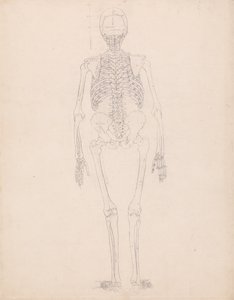 Srovnávací anatomický výklad stavby lidského těla s tělem tygra a běžné drůbeže: Lidská kostra, zadní pohled od George Stubbs