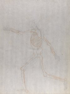 Srovnávací anatomický výklad stavby lidského těla s tělem tygra a běžné drůbeže: Lidská kostra, boční pohled od George Stubbs
