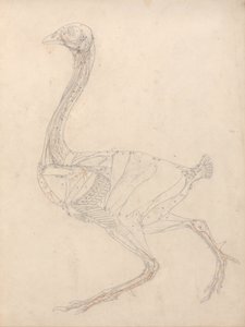 Srovnávací anatomický výklad stavby lidského těla s tělem tygra a běžné drůbeže: (Studie ke klíčovému obrázku k tabulce XV) od George Stubbs