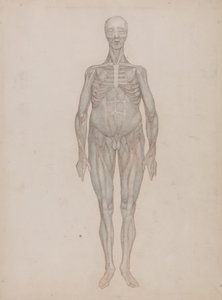 Srovnávací anatomický výklad stavby lidského těla s tělem tygra a běžné drůbeže: (zamýšlený pro desku, která nebyla nikdy vydána). od George Stubbs