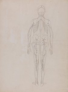 Srovnávací anatomický výklad stavby lidského těla s tělem tygra a běžné drůbeže: (Náčrt kresby klíčové postavy nepublikované desky) od George Stubbs
