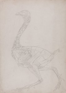 Srovnávací anatomický výklad stavby lidského těla s tělem tygra a běžné drůbeže:  (Náčrt, související s tabulkou XV) od George Stubbs