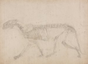 Srovnávací anatomický výklad stavby lidského těla s tělem tygra a běžné drůbeže: (Pravděpodobně mistrovská studie o kostře) od George Stubbs