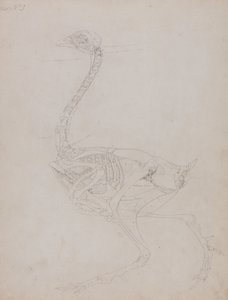 Srovnávací anatomický výklad stavby lidského těla s tělem tygra a běžné drůbeže:  Tělo ptáka, boční pohled od George Stubbs