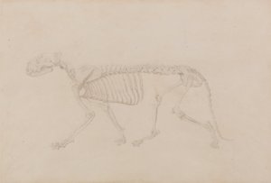 Srovnávací anatomický výklad stavby lidského těla s tělem tygra a běžné drůbeže: (Vysoce dokončená studie pro tabulku IV) od George Stubbs