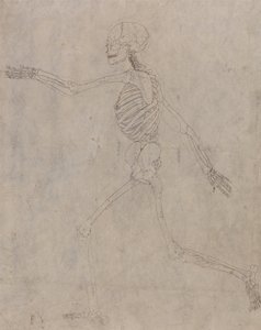 Srovnávací anatomický výklad stavby lidského těla s tělem tygra a běžné drůbeže: Lidská kostra, boční pohled od George Stubbs