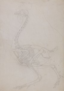 Srovnávací anatomický výklad stavby lidského těla s tělem tygra a běžné drůbeže:  Skelet ptáka, boční pohled (nákres) od George Stubbs