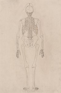 Srovnávací anatomický výklad stavby lidského těla s tělem tygra a běžné drůbeže: Lidská kostra, zadní pohled (Vztahuje se k tabulce II) od George Stubbs