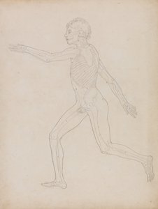 Srovnávací anatomický výklad stavby lidského těla s tělem tygra a běžné drůbeže: Obrázek člověka, boční pohled od George Stubbs