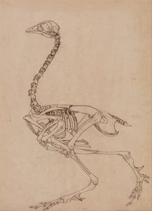 Srovnávací anatomický výklad stavby lidského těla s tělem tygra a běžné drůbeže:  (Studie ke klíčovému obrázku k tabulce V) od George Stubbs