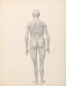 Srovnávací anatomický výklad stavby lidského těla s tělem tygra a běžné drůbeže:  (Dokončená studie k tabulce XII) od George Stubbs