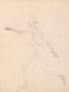 Srovnávací anatomický výklad stavby lidského těla s tělem tygra a běžné drůbeže: (Pro klíčový obrázek k tabulce XIII) od George Stubbs