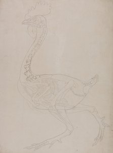Srovnávací anatomický výklad stavby lidského těla s tělem tygra a běžné drůbeže:  Skelet ptáka, boční pohled od George Stubbs
