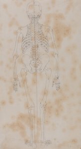 Srovnávací anatomický výklad stavby lidského těla s tělem tygra a běžné drůbeže: (Snad první ze studií o kostře) od George Stubbs