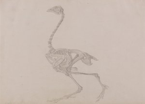 Srovnávací anatomický výklad stavby lidského těla s tělem tygra a běžné drůbeže:  (Dokončená studie pro nepublikovanou tabulku) od George Stubbs