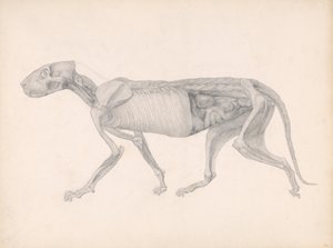 Srovnávací anatomický výklad stavby lidského těla s tělem tygra a běžné drůbeže: (Studie pro nepublikovanou tabulku; ukazuje pozdní fázi pitvy) od George Stubbs