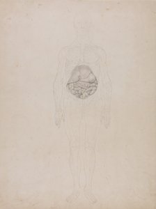 Srovnávací anatomický výklad stavby lidského těla s tělem tygra a běžné drůbeže: Lidská postava, pohled zepředu (obrysová kresba) od George Stubbs
