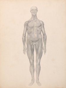 Srovnávací anatomický výklad stavby lidského těla s tělem tygra a běžné drůbeže: (Dokončená studie k tabulce XI) od George Stubbs