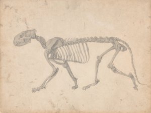 Srovnávací anatomický výklad stavby lidského těla s tělem tygra a běžné drůbeže: (Dokončená studie k tabulce IV) od George Stubbs