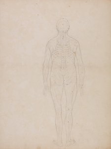Srovnávací anatomický výklad stavby lidského těla s tělem tygra a běžné drůbeže: Obrázek člověka, pohled zezadu od George Stubbs