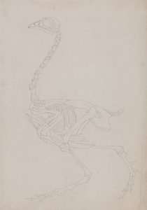 Srovnávací anatomický výklad stavby lidského těla s tělem tygra a běžné drůbeže:  Skelet ptáka, boční pohled od George Stubbs