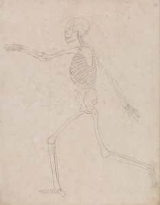 Srovnávací anatomický výklad stavby lidského těla s tělem tygra a běžné drůbeže: (Možná byl původně připraven pro použití jako klíčový obrázek k tabulce III, ale později od něj bylo upuštěno) od George Stubbs