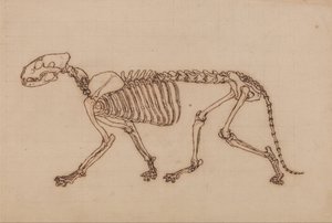 Srovnávací anatomický výklad stavby lidského těla s tělem tygra a běžné drůbeže: Tygří kostra, boční pohled od George Stubbs