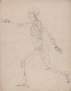 Srovnávací anatomický výklad stavby lidského těla s tělem tygra a běžné drůbeže: Lidská kostra, boční pohled od George Stubbs