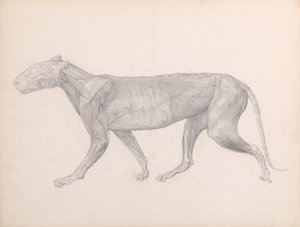 Srovnávací anatomický výklad stavby lidského těla s tělem tygra a běžné drůbeže:  (Dokončená studie k tabulce XIV) od George Stubbs