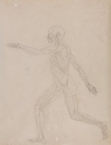 Srovnávací anatomický výklad stavby lidského těla s tělem tygra a běžné drůbeže: Obrázek člověka, boční pohled od George Stubbs
