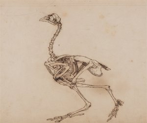 Srovnávací anatomický výklad stavby lidského těla s tělem tygra a běžné drůbeže:  (Pravděpodobně připraveno pro nepublikovaný klíčový obrázek) od George Stubbs