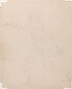 Srovnávací anatomický výklad stavby lidského těla s tělem tygra a běžné drůbeže: Obrázek člověka, boční pohled od George Stubbs
