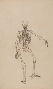 Srovnávací anatomický výklad stavby lidského těla s tělem tygra a běžné drůbeže: Lidská kostra, zadní pohled od George Stubbs