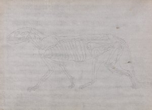 Srovnávací anatomický výklad stavby lidského těla s tělem tygra a běžné drůbeže: Tělo tygra, boční pohled od George Stubbs
