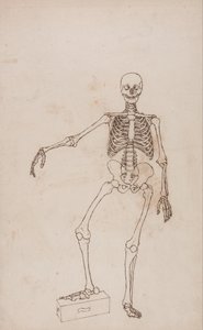 Srovnávací anatomický výklad stavby lidského těla s tělem tygra a běžné drůbeže: Lidská kostra, přední pohled od George Stubbs