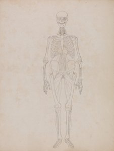 Srovnávací anatomický výklad stavby lidského těla s tělem tygra a běžné drůbeže:  Obrázek člověka, pohled zepředu (náčrt) od George Stubbs