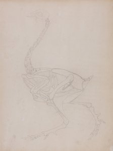 Srovnávací anatomický výklad stavby lidského těla s tělem tygra a běžné drůbeže:  Tělo ptáka, boční pohled od George Stubbs