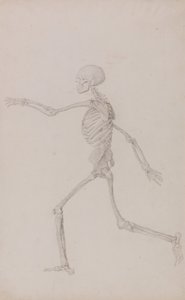 Srovnávací anatomický výklad stavby lidského těla s tělem tygra a běžné drůbeže: (Dokončená studie k tabulce III) od George Stubbs