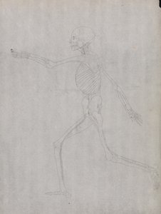 Srovnávací anatomický výklad stavby lidského těla s tělem tygra a běžné drůbeže: Obrázek člověka, boční pohled od George Stubbs