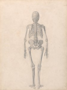 Srovnávací anatomický výklad stavby lidského těla s tělem tygra a běžné drůbeže: (Dokončená studie k tabulce II) od George Stubbs