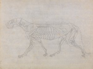 Srovnávací anatomický výklad stavby lidského těla s tělem tygra a běžné drůbeže: Tělo tygra, boční pohled od George Stubbs