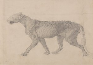 Srovnávací anatomický výklad stavby lidského těla s tělem tygra a běžné drůbeže: (První z devíti kreseb dalšího exempláře tygra) od George Stubbs