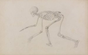 Srovnávací anatomický výklad stavby lidského těla s tělem tygra a běžné drůbeže: Lidská kostra, boční pohled (v plazivé poloze; dokončená studie pro nepublikovanou tabulku) od George Stubbs
